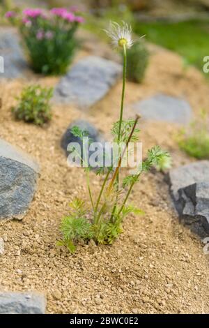 Pulsatilla vulgaris. Jardin de rocarie récemment planté. Fond de jardin de roche avec fleur de pasque. Banque D'Images