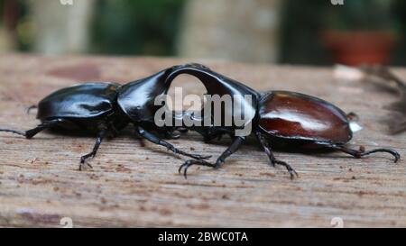 Coléoptères rouges, coléoptères noirs grimpant sur des arbres un insecte d'un ordre qui se distingue par les fourrages typiquement modifiés en cas d'aile dure (elytra) qui co Banque D'Images