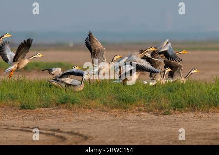 L'oie à tête de bar, UN régal visuel, UN oiseau emblématique fascinant qui continue à rouler dans leurs habitats naturels !! Banque D'Images