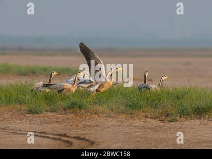 L'oie à tête de bar, UN régal visuel, UN oiseau emblématique fascinant qui continue à rouler dans leurs habitats naturels !! Banque D'Images