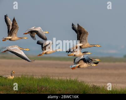 L'oie à tête de bar, UN régal visuel, UN oiseau emblématique fascinant qui continue à rouler dans leurs habitats naturels !! Banque D'Images