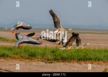 L'oie à tête de bar, UN régal visuel, UN oiseau emblématique fascinant qui continue à rouler dans leurs habitats naturels !! Banque D'Images