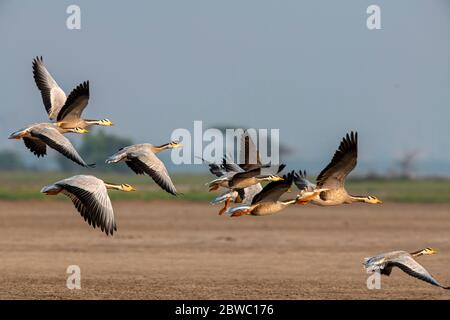 L'oie à tête de bar, UN régal visuel, UN oiseau emblématique fascinant qui continue à rouler dans leurs habitats naturels !! Banque D'Images