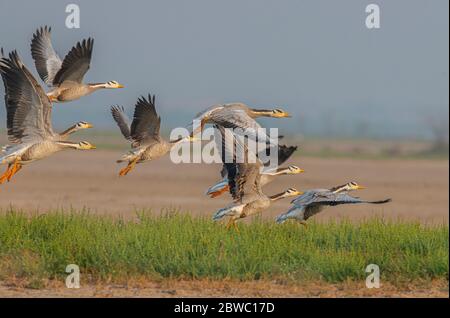 L'oie à tête de bar, UN régal visuel, UN oiseau emblématique fascinant qui continue à rouler dans leurs habitats naturels !! Banque D'Images