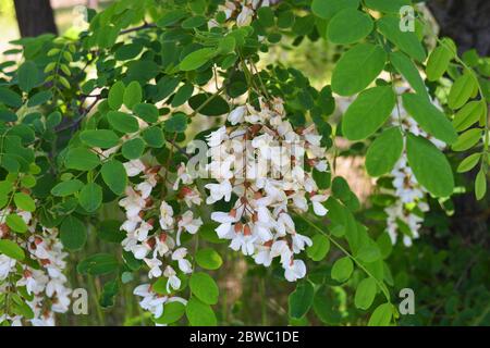 Grappes de fleurs blanches colorées et lumineuses avec de petites feuilles vertes en fleurs sur un acacia. Nature naturelle, beaux arbres et fleurs qui. Banque D'Images