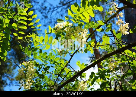 Grappes de fleurs blanches colorées et lumineuses avec de petites feuilles vertes en fleurs sur un acacia. Nature naturelle, beaux arbres et fleurs qui. Banque D'Images