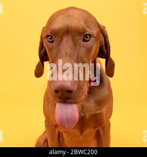Drôle de chien hongrois vizsla tête avec la langue dehors vue de devant portrait de studio. Chien portant un collier rouge pour animaux de compagnie avec vue de l'appareil photo isolé sur jaune Banque D'Images