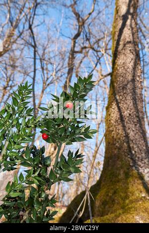 Ruscus aculeatus arbuste avec des fruits et des fleurs Banque D'Images