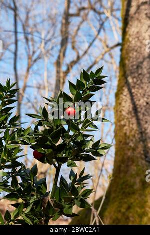 Ruscus aculeatus arbuste avec des fruits et des fleurs Banque D'Images