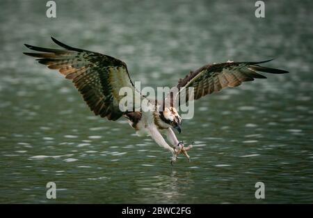 Une balbuzard plongeant dans l'eau et chassant des poissons avec des griffes courbées à Sindian, Taiwan Banque D'Images