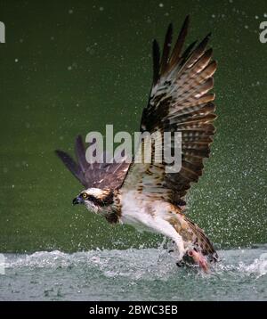 Gros plan d'une balbuzard qui chasse à l'eau et tient des truites dans ses griffes à Sindian, Taipei Banque D'Images