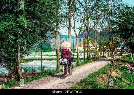 Femme vietnamienne à vélo dans les rizières Banque D'Images