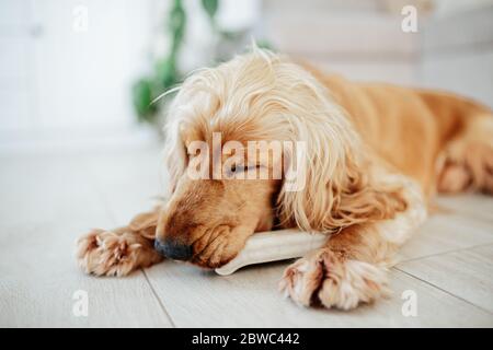 un jeune chien d'épagneul cocker anglais grignote un os sur un sol à la maison. OS à mâcher fourrés de canard, nourriture complémentaire pour animaux de compagnie pour chiens (en-cas) Banque D'Images