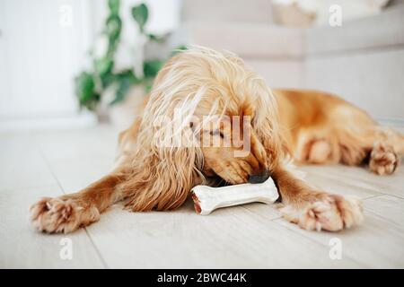 un jeune chien d'épagneul cocker anglais grignote un os sur un sol à la maison. OS à mâcher fourrés de canard, nourriture complémentaire pour animaux de compagnie pour chiens (en-cas) Banque D'Images