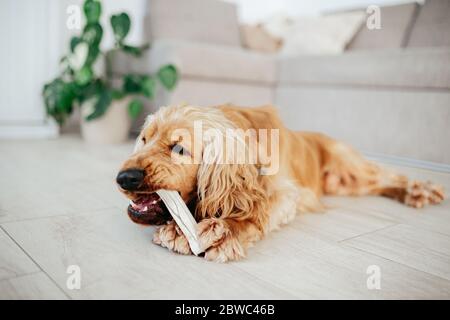 un jeune chien d'épagneul cocker anglais grignote un os sur un sol à la maison. OS à mâcher fourrés de canard, nourriture complémentaire pour animaux de compagnie pour chiens (en-cas) Banque D'Images