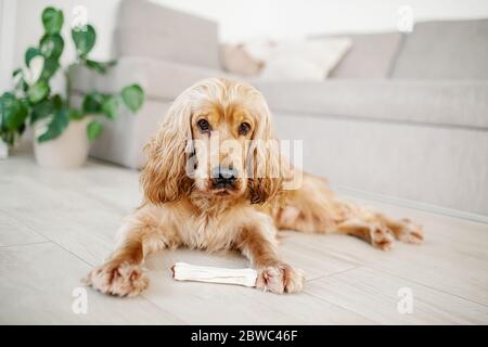 un jeune chien d'épagneul cocker anglais grignote un os sur un sol à la maison. OS à mâcher fourrés de canard, nourriture complémentaire pour animaux de compagnie pour chiens (en-cas) Banque D'Images