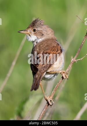 Le service de Whitethroat commun approvisionne le nid dans les collines Cotswold Banque D'Images