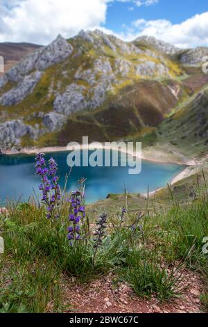 Echium vulgare fleurs violettes dans le parc national de Somiedo, Espagne, Asturies. Lacs glaciaires de Saliencia. Vue de dessus du point de vue. Arrière-plan flou. Banque D'Images