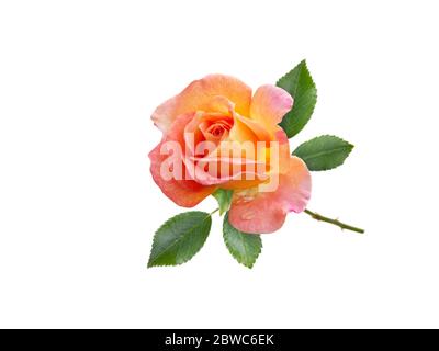 Fleur de rose orange et feuilles isolées sur blanc Banque D'Images