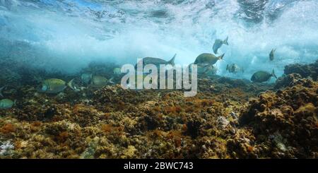 Groupe de poissons de front avec déferlante sur le rocher sous l'eau, mer Méditerranée, France Banque D'Images