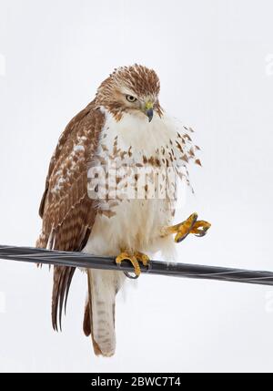 Le faucon à queue rouge (Buteo jamaicensis) isolé sur fond bleu perché sur un fil en hiver au Canada Banque D'Images