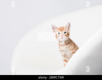 Fond de studio blanc lumineux dans une chaise contemporaine et minuscule chaton orange avec un espace négatif à gauche pour le texte Banque D'Images