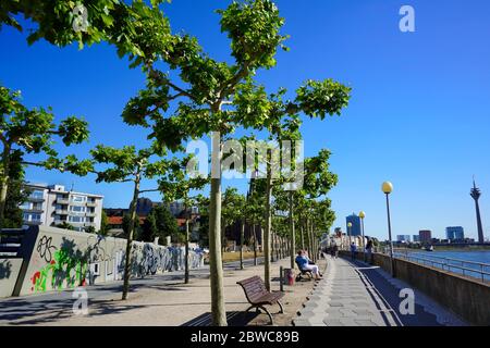 Un après-midi ensoleillé à la promenade du Rhin à Düsseldorf avec ses beaux vieux arbres. Les gens s'asseyant sur des bancs et se promenant. Banque D'Images