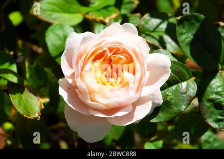 Une seule fleur de l'espèce anglaise de rose arbuste Reine de Suède, en pleine floraison en mai dans un jardin dans le Yorkshire du Nord de l'Angleterre Banque D'Images