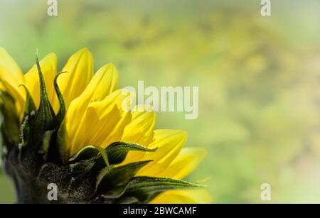 Tournesol à fleurs jaunes sur un fond doux et rêveur Banque D'Images
