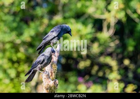 Jackdaw au milieu du pays de Galles Banque D'Images