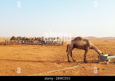 Dromadaires de chameaux à l'intérieur d'un stylo avec une eau potable dans le désert de Riyad, Arabie Saoudite. Désert d'Al Dahna, Riyad Banque D'Images