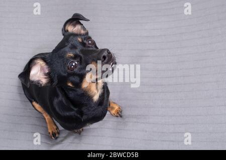 le petit chien noir sur fond gris Banque D'Images