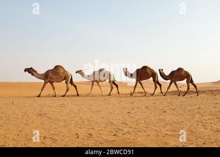 Un troupeau de chameaux arabes traversant les dunes de sable désertiques de Riyad, en Arabie Saoudite. Désert d'Al Dahna, Riyad Banque D'Images