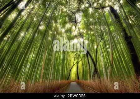 Forêt de bambou vert et chemin de la terre Banque D'Images