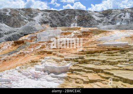 Fin du printemps dans le parc national de Yellowstone : moustuez le printemps dans la zone des terrasses inférieures juste en dessous de la terrasse principale de Mammoth Hot Springs Banque D'Images