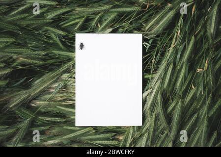 Carnet blanc ou morceau de papier dans l'herbe verte, espace de copie pour le texte place moody atmosphère Banque D'Images