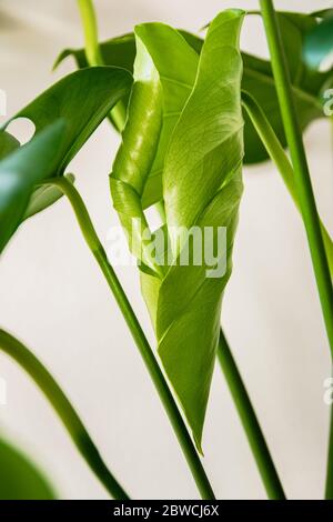 Nouvelle feuille sur Monstera deliciosa plante sur fond blanc. Gros plan sur un feuillage vert nouvellement formé d'une maison tropicale à l'intérieur. Banque D'Images