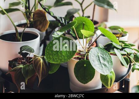 Plantes exotiques dans des pots blancs disposés sur un stand de métal dans un appartement urbain. Banque D'Images