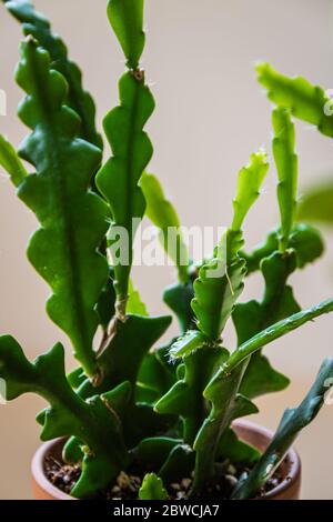 Cactus en zigzag ( cactus d'os de poisson, Epiphyllum Anguliger). Détail feuille de maison tropicale sur fond lumineux. Banque D'Images