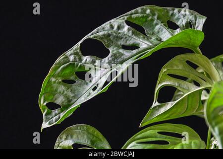 Gros plan sur une fromagerie suisse (monstera adansonii) avec fenesrations foliaires sur fond sombre. Magnifique détail de la maison tropicale. Banque D'Images