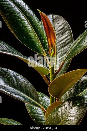 Gros plan sur ficus elastica 'abidjan' montrant une nouvelle croissance sur un fond sombre. Détail exotique tendance de la maison sur fond noir. Banque D'Images
