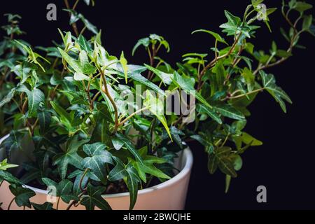 Une usine de ménage de fuite de lierre anglaise sur fond noir. Attention douce sur la nouvelle croissance sur une plante de maison décorative en jardinière blanche. Banque D'Images