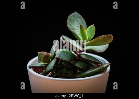 Petite plante de jade (crassula ovata) plante succulente sur fond noir. Détail exotique tendance de la maison sur fond noir. Banque D'Images