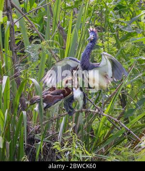 Héron tricolore (Egretta tricolor) avec poussins près du nid, High Island, Texas, États-Unis. Banque D'Images