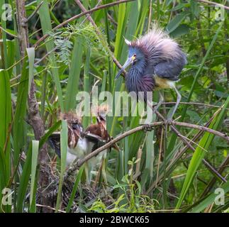 Héron tricolore (Egretta tricolor) avec poussins près du nid, High Island, Texas, États-Unis. Banque D'Images