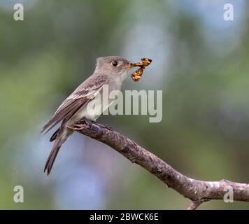 Pewee de l'est (Contopus virens) avec proies d'insectes durant la migration, Galveston, Texas, États-Unis. Banque D'Images