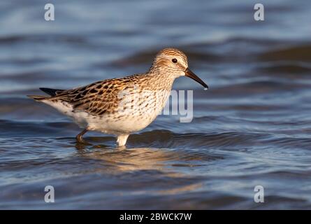 Pondeuses à rumpeed blanc (Calidris fuscicollis) dans la reproduction de la barboteuse de plumage dans les eaux peu profondes à la plage de l'océan, Galveston, Texas, États-Unis. Banque D'Images