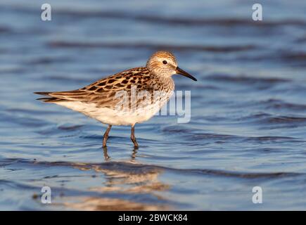 Pondeuses à rumpeed blanc (Calidris fuscicollis) dans la reproduction de la barboteuse de plumage dans les eaux peu profondes à la plage de l'océan, Galveston, Texas, États-Unis. Banque D'Images