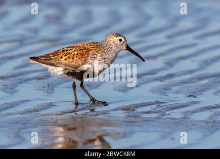 Dunlin (Calidris alpina) dans la reproduction du plumage à la plage de l'océan, Galveston, Texas, États-Unis. Banque D'Images