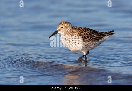 Pondeuses à rumpeed blanc (Calidris fuscicollis) dans la reproduction de la barboteuse de plumage dans les eaux peu profondes à la plage de l'océan, Galveston, Texas, États-Unis. Banque D'Images